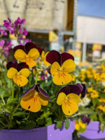 veilchen_480x640_2135762907