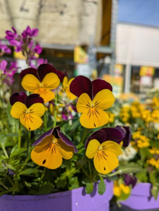 veilchen_480x640_2135762907